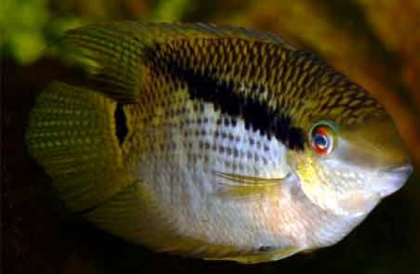Diskusfische Flaggenbuntbarsch