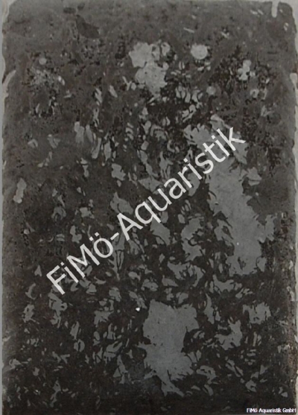 Rote Mückenlarven Jumbo 1 KG Flat Pak (Flachtafel)