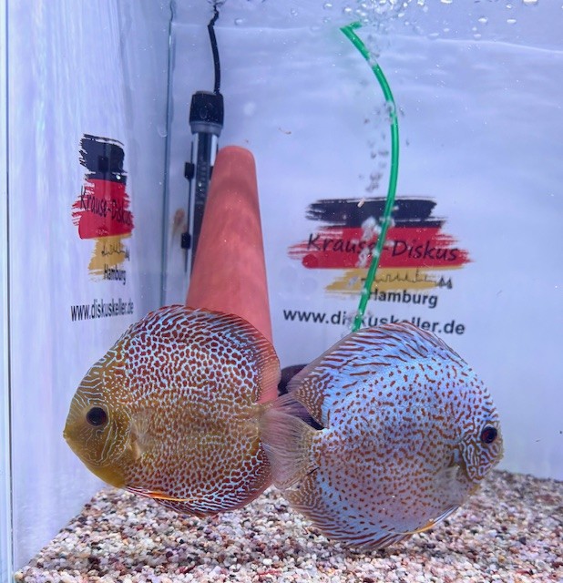 Krause Diskusfisch Leopard Paar