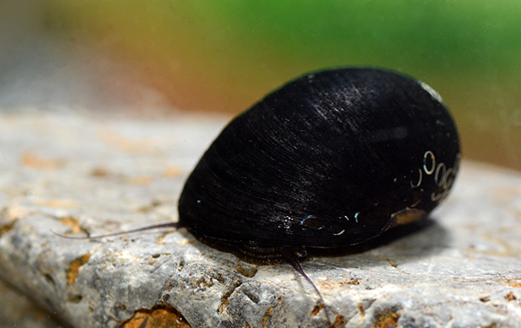 Napfschnecke "guter Algenkiller"