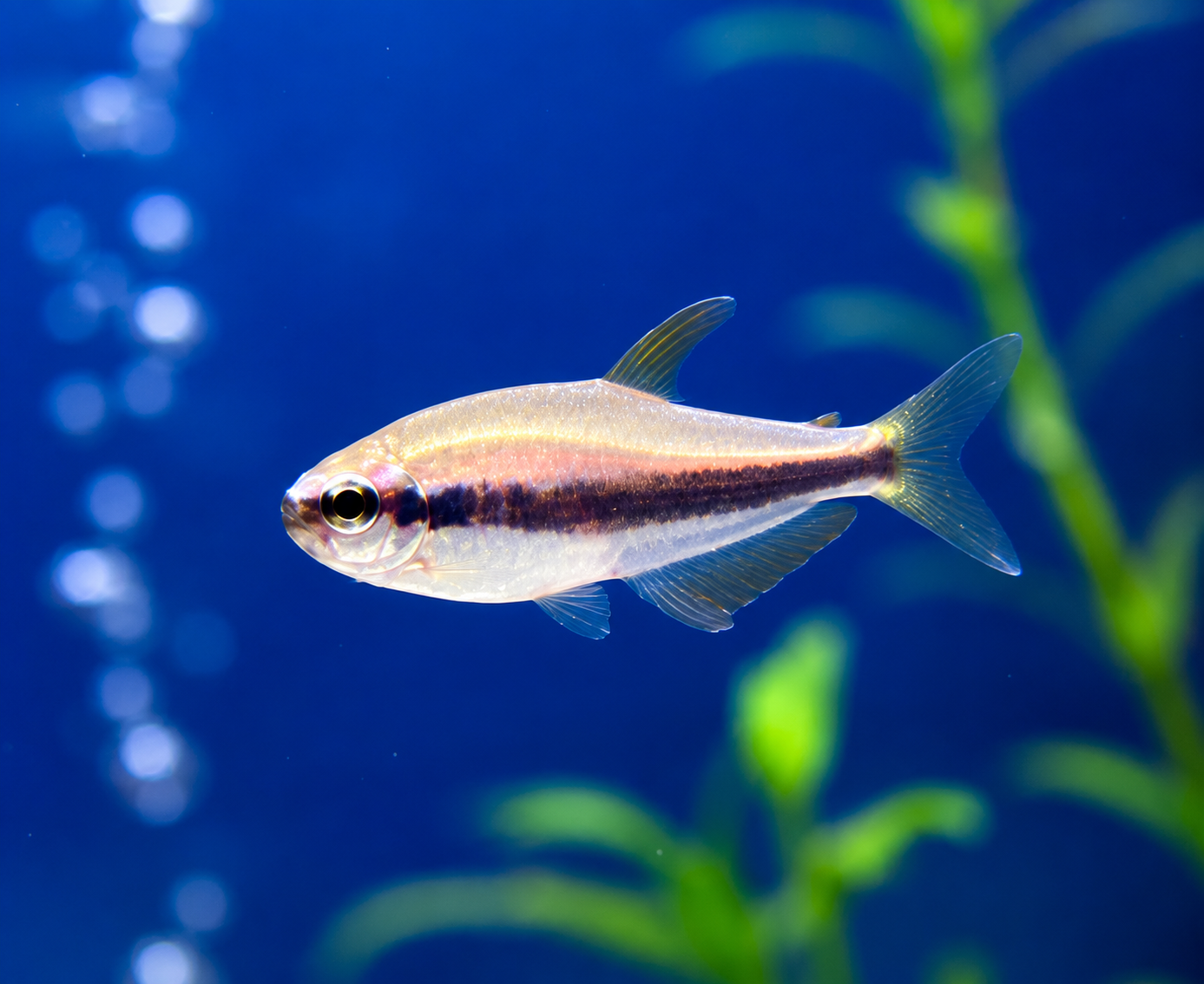 Königssalmler (Inpaichthys kerri)