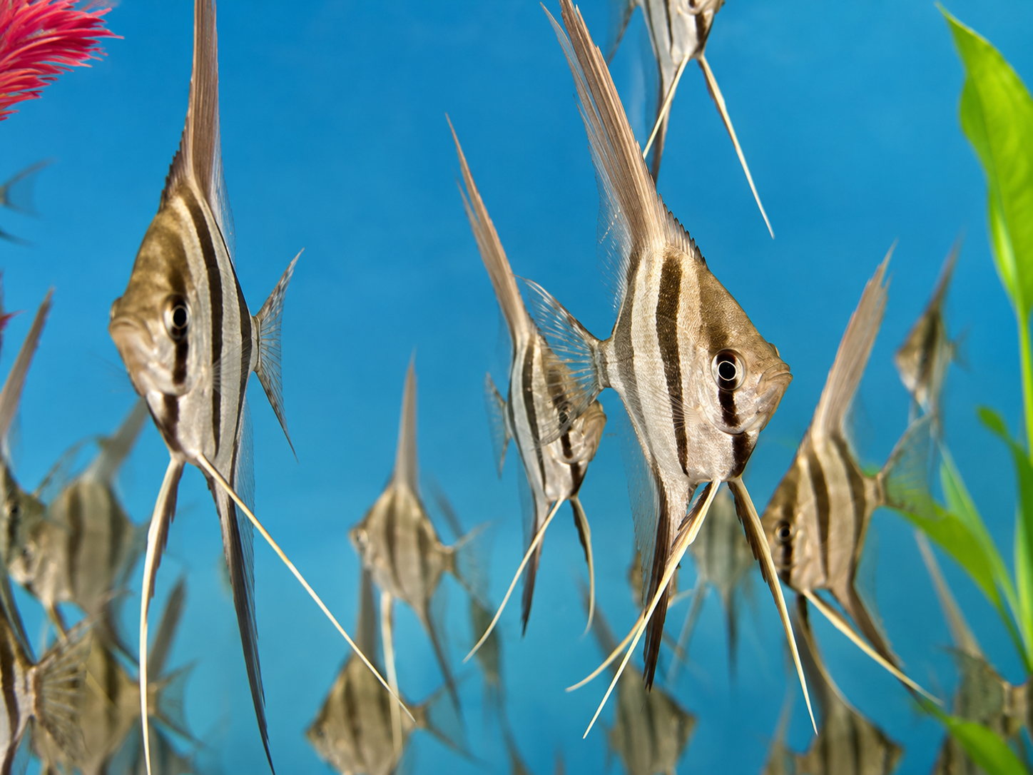 Pterophyllum altum, Rio Orinoco Red Altum Skalar Forkel Nachzucht 8-10 cm