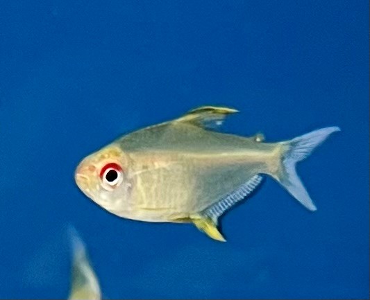 Zitronen Salmler