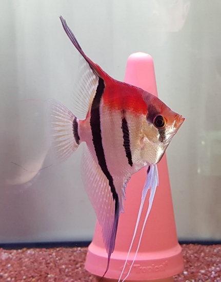 Pterophyllum scalare "Rio Manacapuru" - Rotrücken Skalar, Spannweite ca. 10 cm