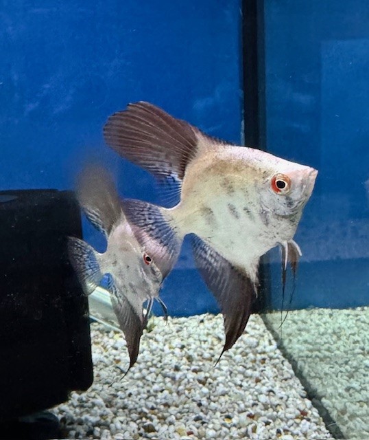 Skalar Bulgarian Green Seal Point 6-7cm