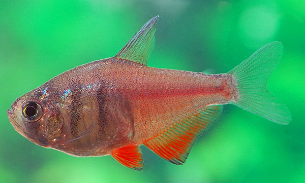Roter von Rio