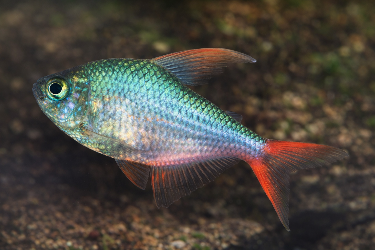 Rotblauer Kolumbianer