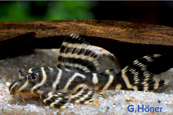 L 333 4-6 cm Königstiger Harnischwels - Hypancistrus sp. 