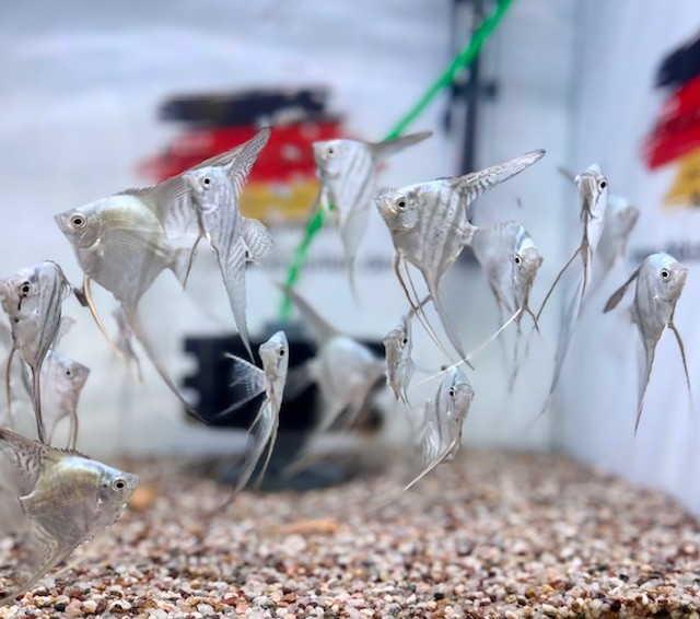 Schleier-Skalar Neon Blue 6-7 cm