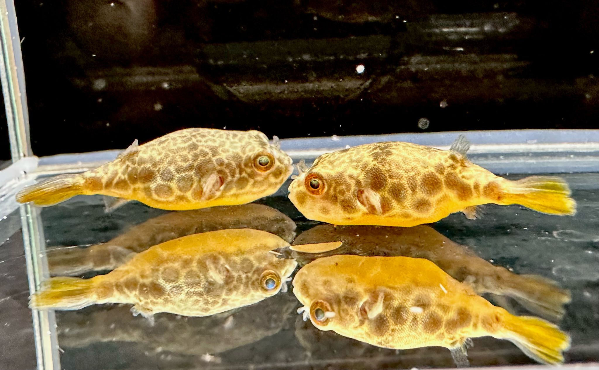 Leopardkugelfisch Tetraodon schoutedeni 4cm Deutsche Nachzuchten