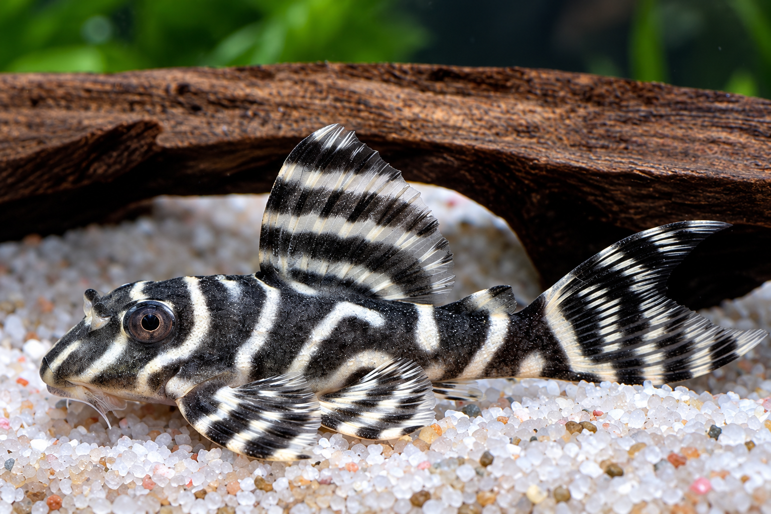 L 333 7-8 cm Königstiger Harnischwels - Hypancistrus sp.