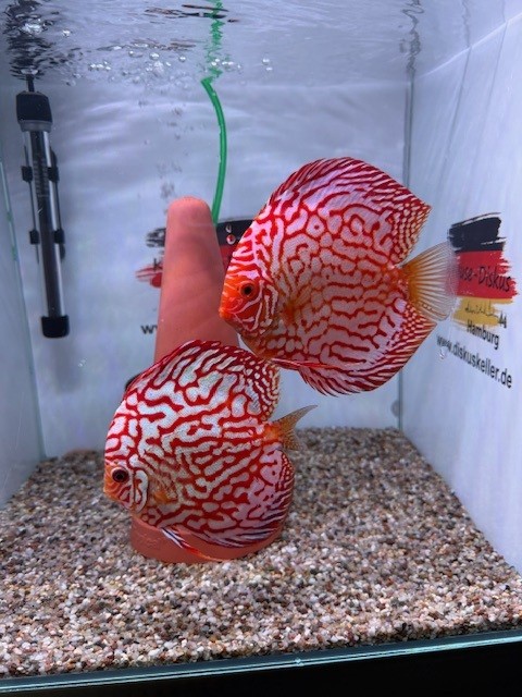 Krause Diskusfisch Red Checkerbord Paar