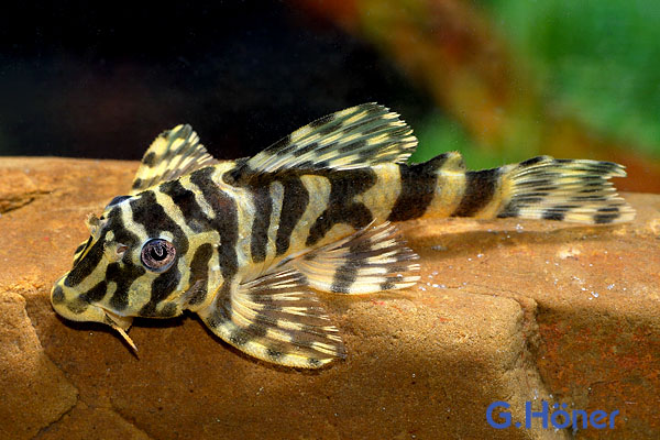 Gelber Zebrawels L 134 Peckoltia compta "Tapajos" 