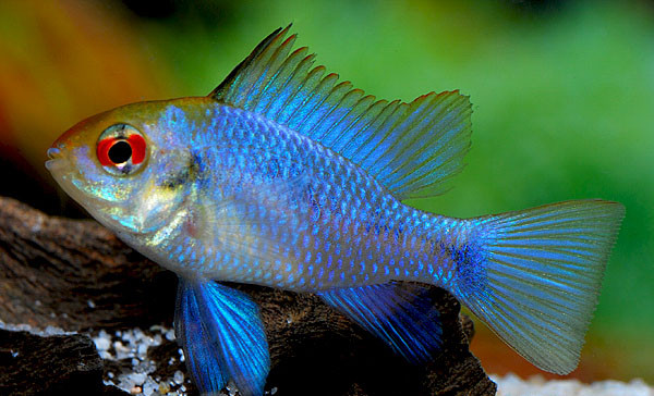 1 Paar Schmetterlingsbuntbarsch "Electric Blue" - Mikrogeophagus ramirezi (2 Tiere)