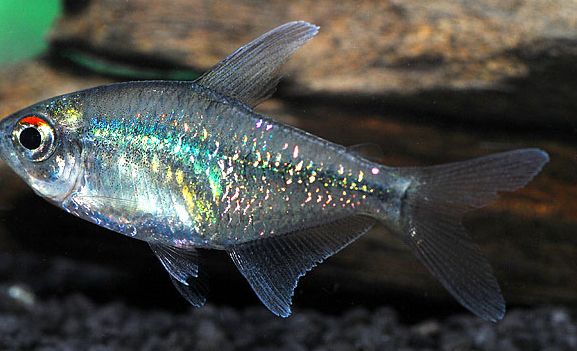 Brillantsalmler