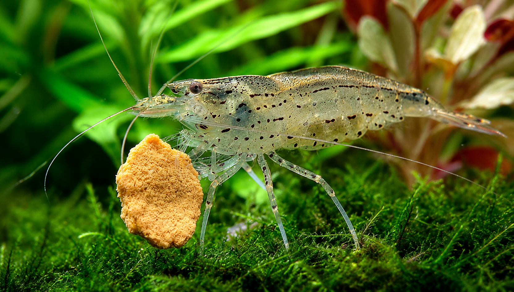 Amanogarnele - Caridina multidentata XL