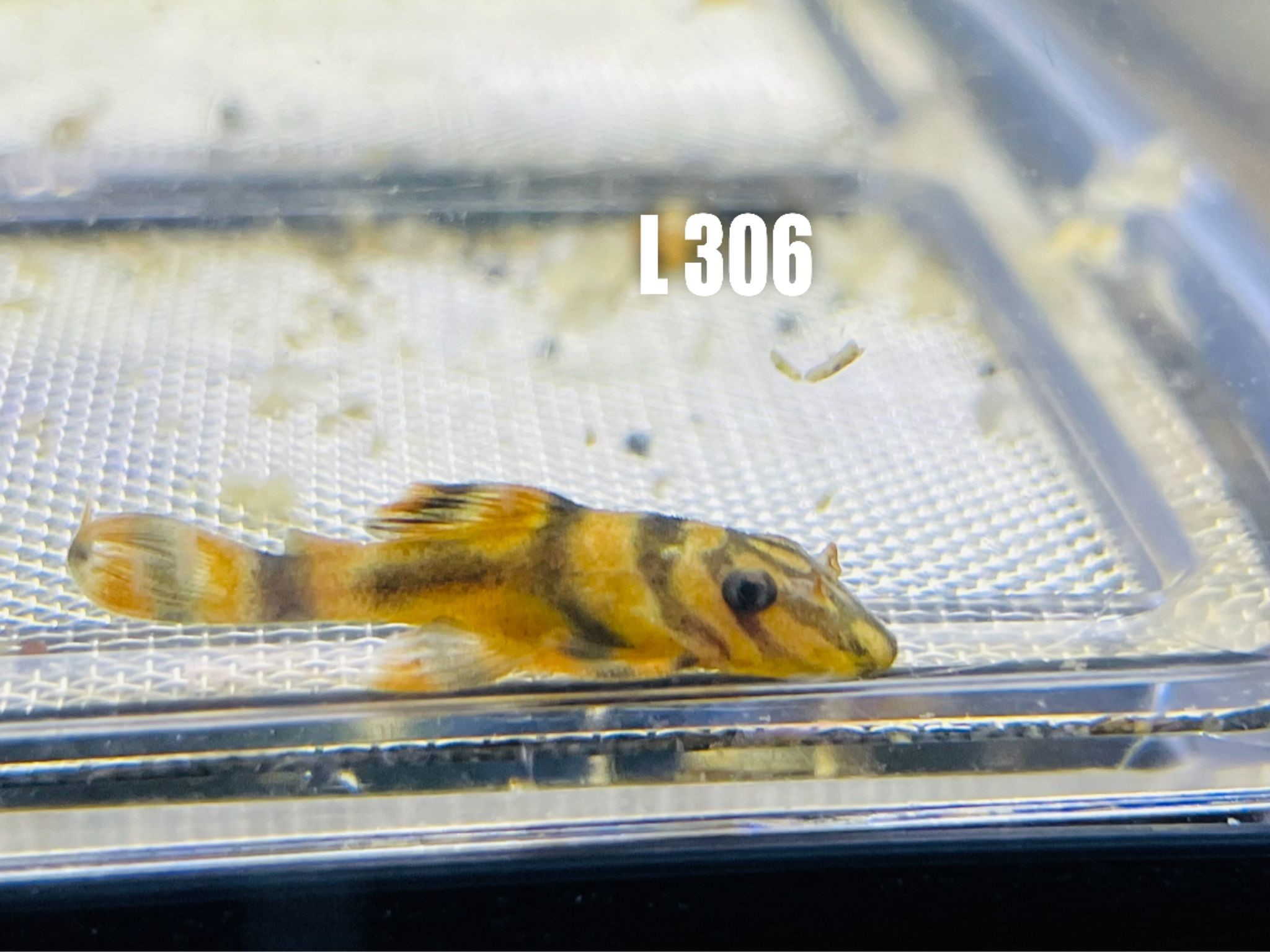 L 306 Panaqolus claustellifer 3-4 cm