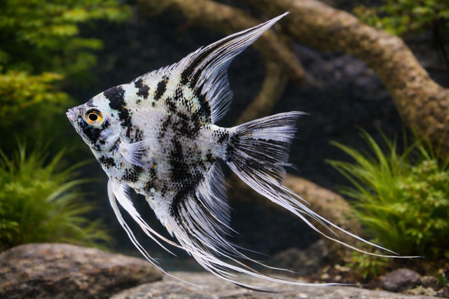 Skalar Marble Veiltail 6-8cm