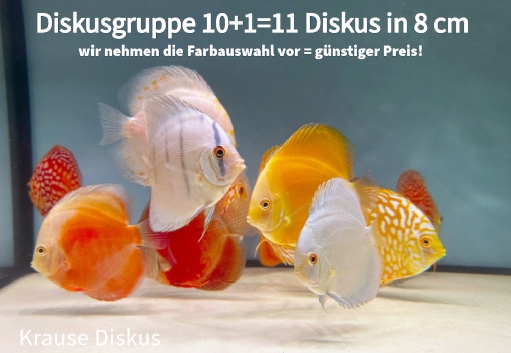 10 + 1 = 11 Diskus in 8 cm Größe: Farbauswahl nehmen wir vor (mind. 3 Farbschläge)