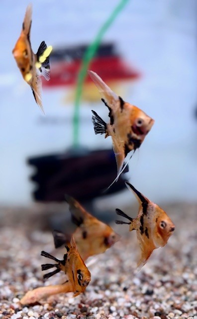 Skalar Red Devil 6-8 cm