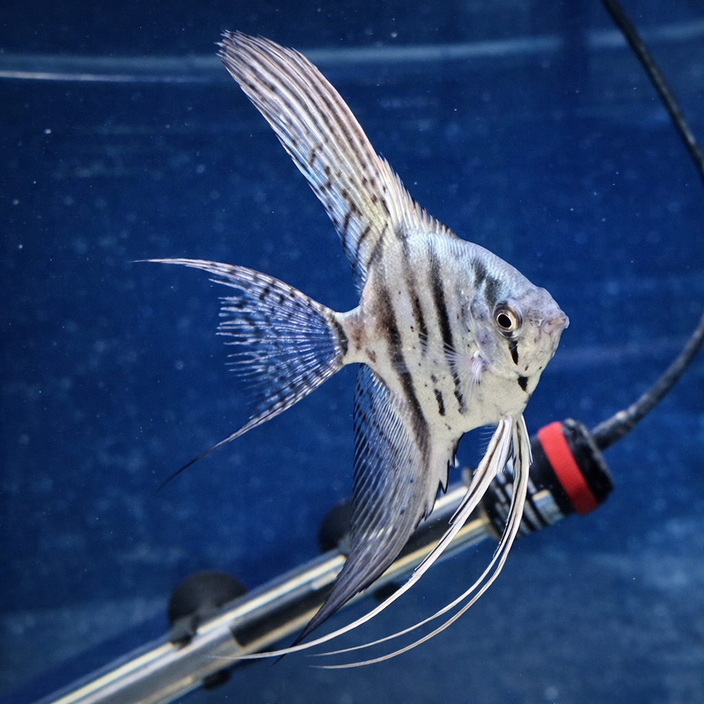 Skalar Schleier Neon Blau Pearl schöne kräftige Tiere