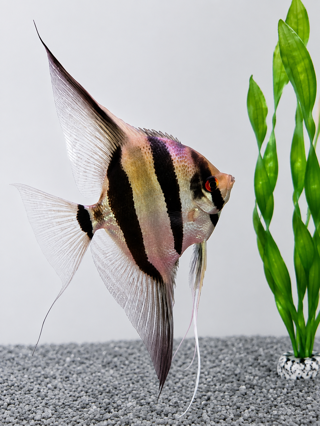 Pterophyllum altum, Rio Orinoco Red Altum Skalar Forkel Nachzucht 8-10 cm