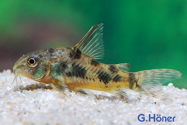 Corydoras paleatus - Marmorierter Panzerwels