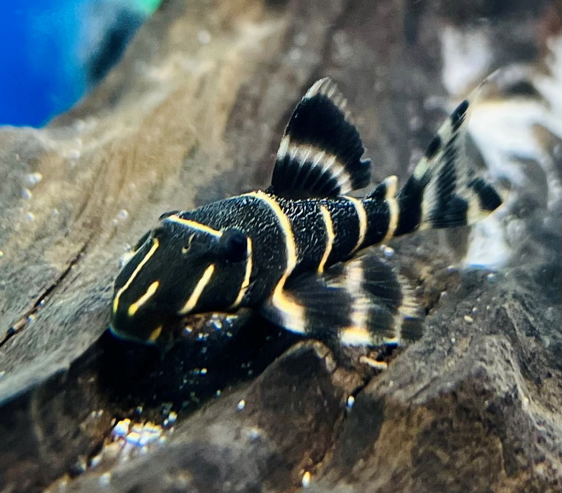 L204 - Ringelsockenharnischwels Panaqolus spec 6 cm
