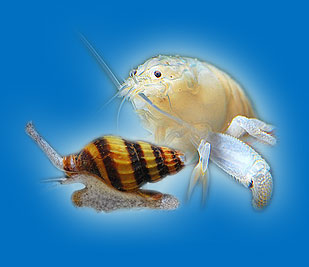aquarium-schnecken-und-garnelen