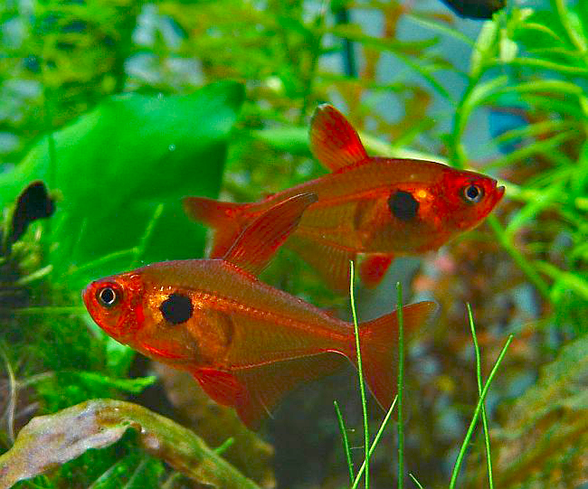 Roter Phantomsalmler