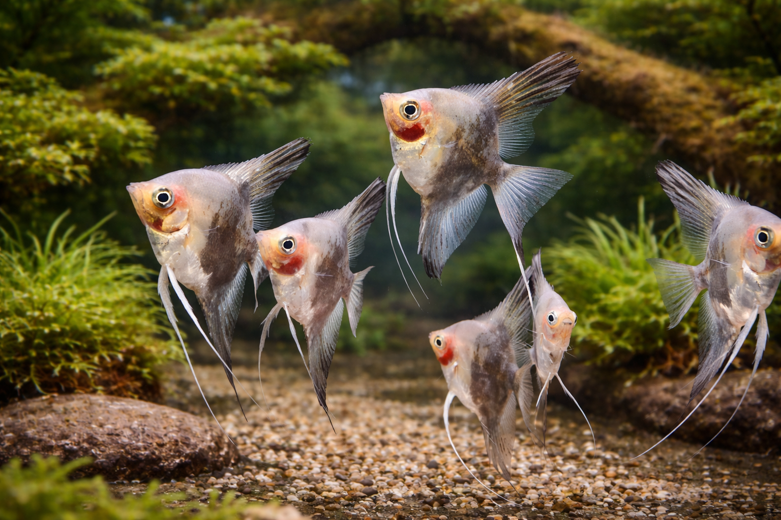 Skalar Chocolate Paraiba 6-8cm