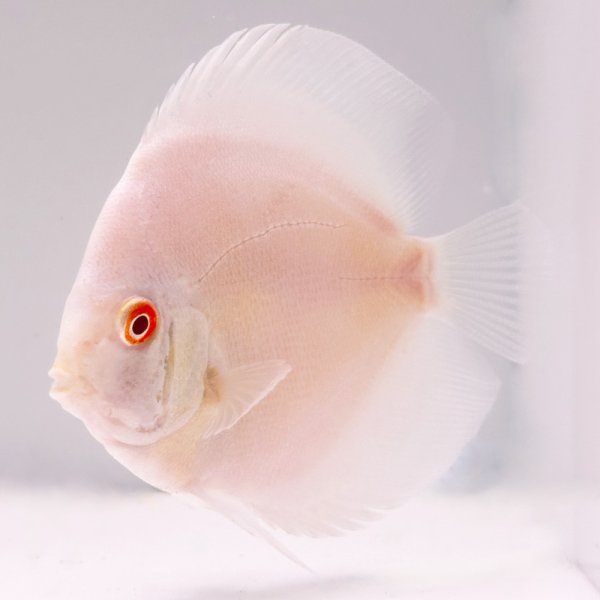 Albino Platinum - Rarität 10-11 cm
