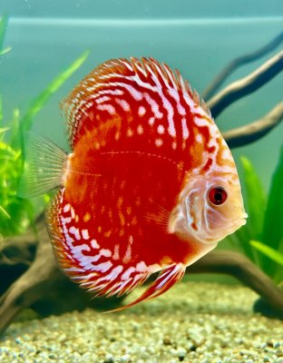 Red Malboro