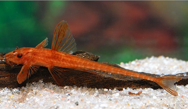 Roter Hexenwels - Rineloricaria sp. 5-7cm