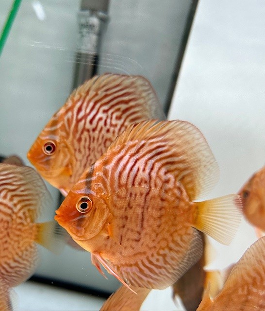 Red Checkerboard Türkis