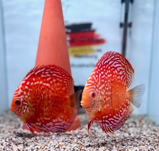 Krause Diskusfisch Red Rafflesia 13-14 cm