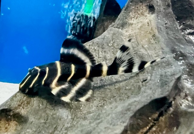 L204 - Ringelsockenharnischwels Panaqolus spec 6 cm