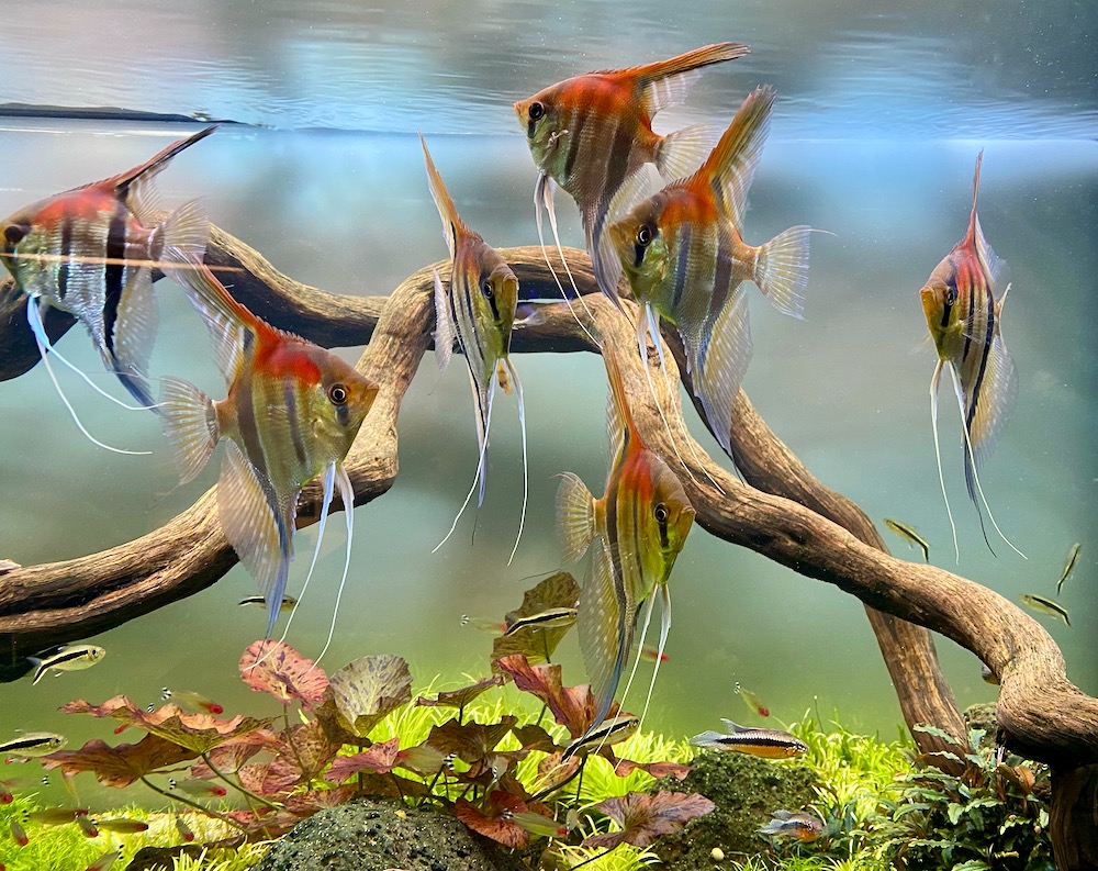 Pterophyllum scalare "Rio Manacapuru Rotrücken Skalar, Spannweite ca. 6-8 cm Simon Forkel Nachzuchten