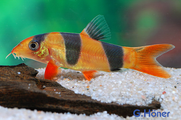 Prachtschmerle - Chromobotia macracanthus 5-6 cm