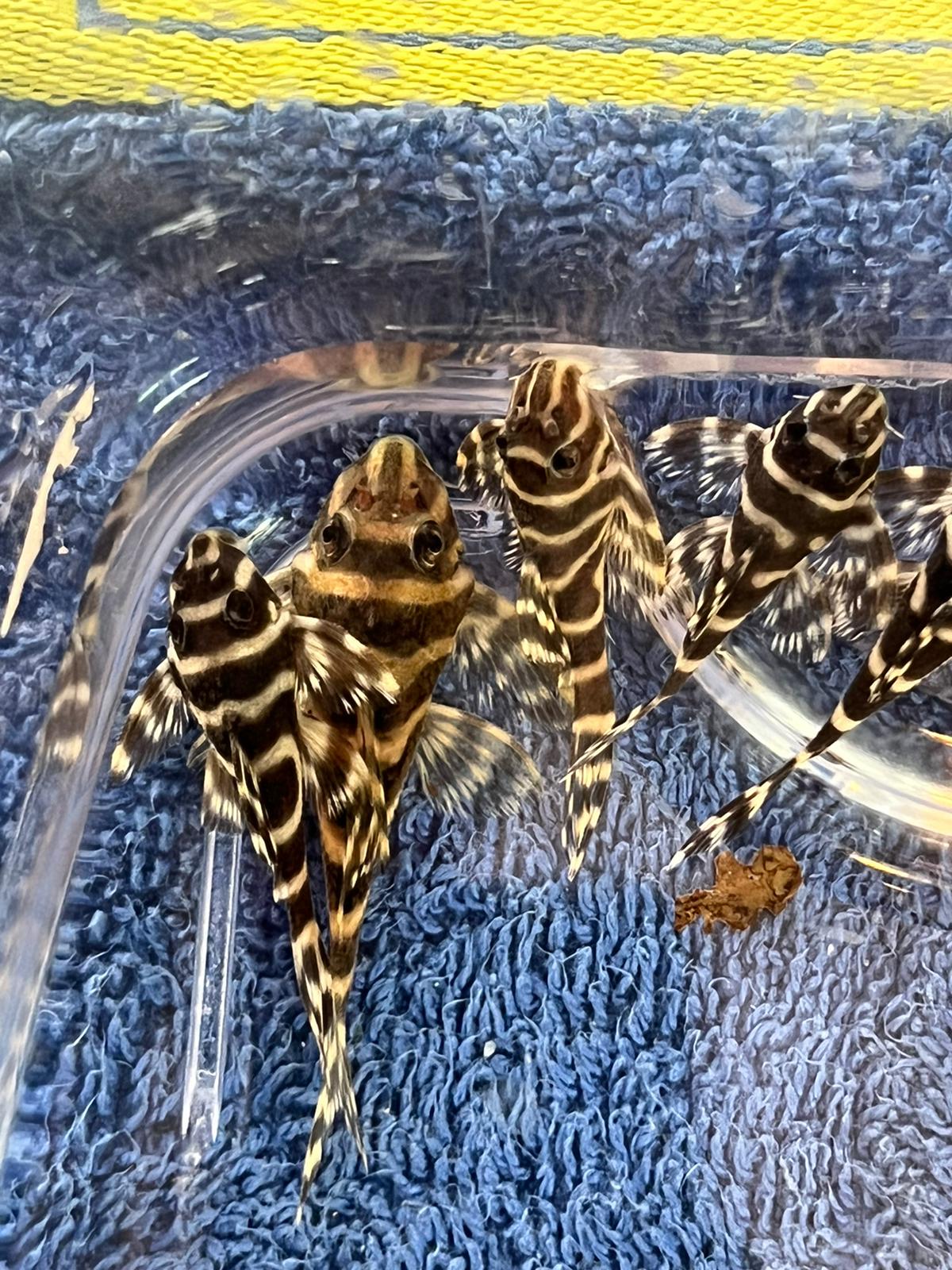 L 333 Königstiger Harnischwels - Hypancistrus sp. ca 3,5 - 5,5 cm