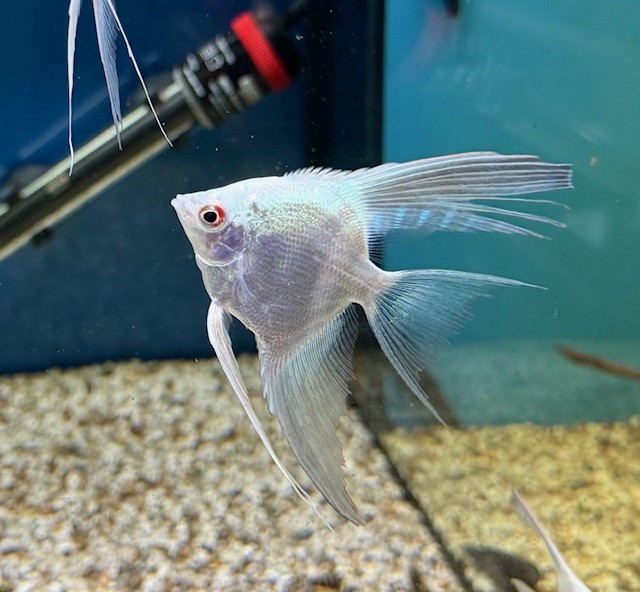 Skalar Seal Point Veiltail 6-7cm