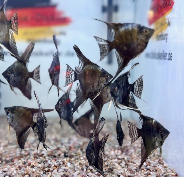 Skalar Pinoy Marmor 6-8cm