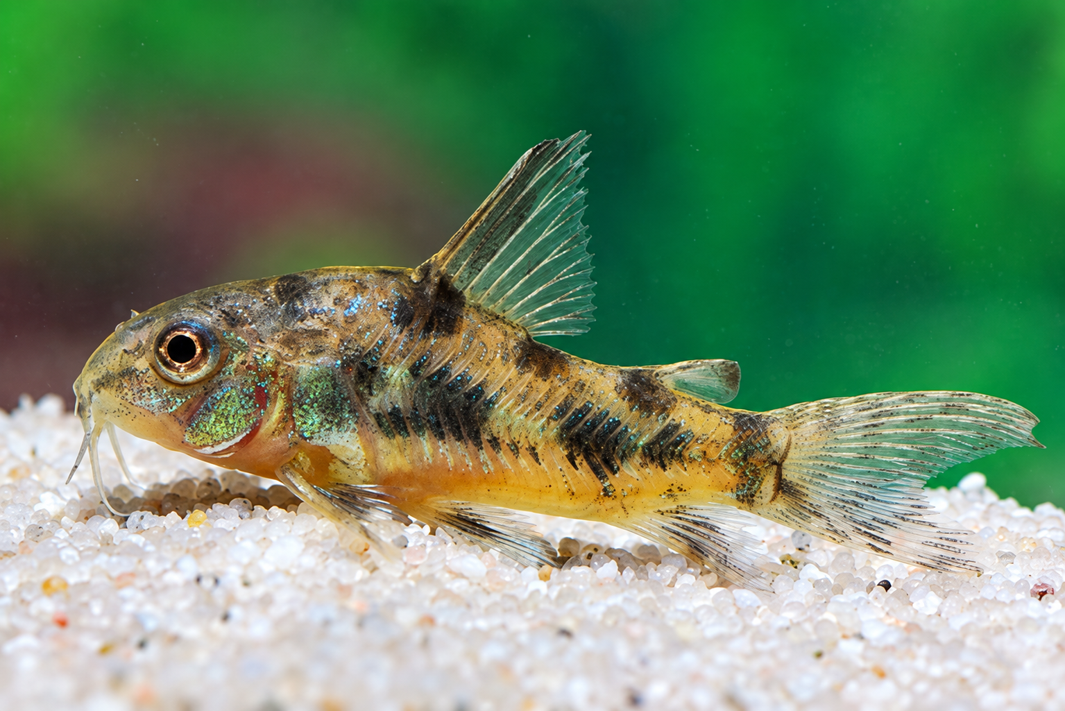 Marmorierter Panzerwels (Corydoras paleatus)