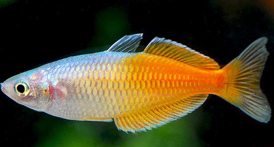 Boeseman´s Regenbogenfisch Rot