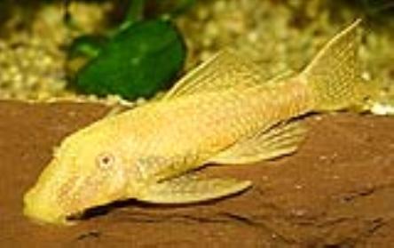 Goldener / Albino Antennenwels - Ancistrus sp  4 cm