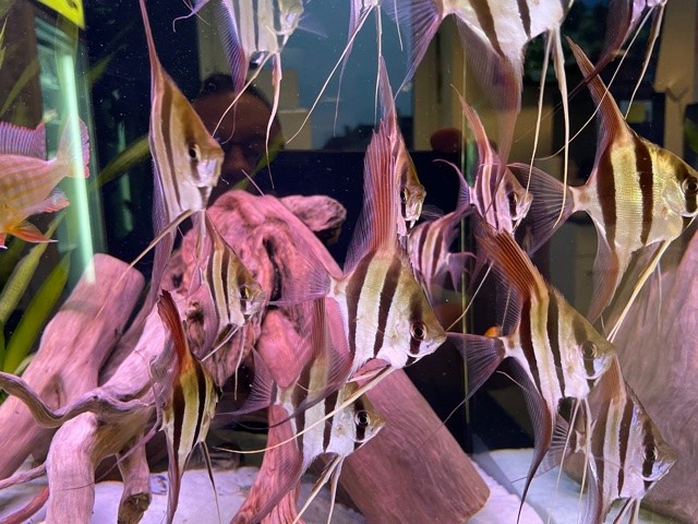 Altum Skalar "Rio Atapapo" Pterophyllum Altum 7-8 cm F2 Simon Forkel Zucht