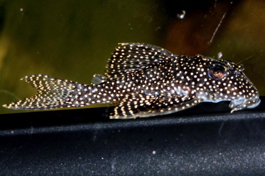 Hypancistrus sp. L 262 4-5 cm
