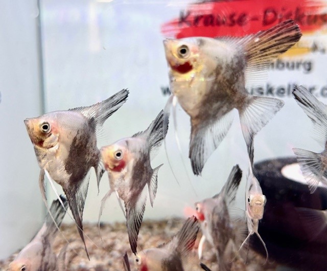 Skalar Chocolate Paraiba 6-8cm