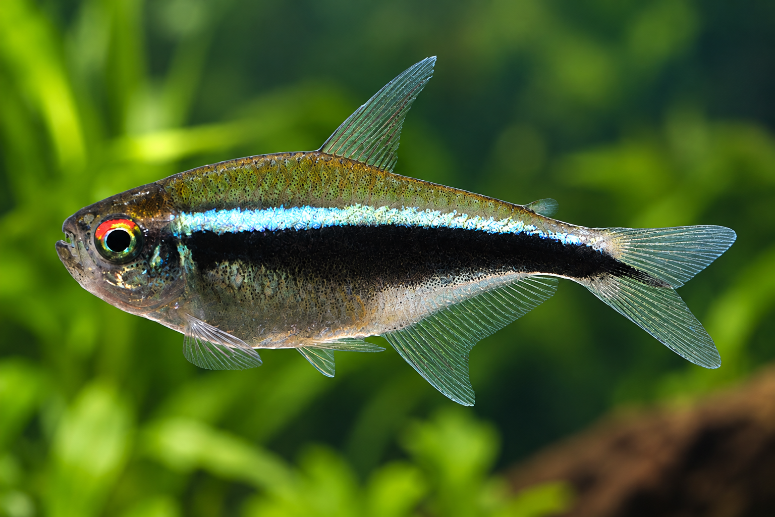 Schwarzer Neon Salmler (Hyphessobrycon herbertaxelrodi)