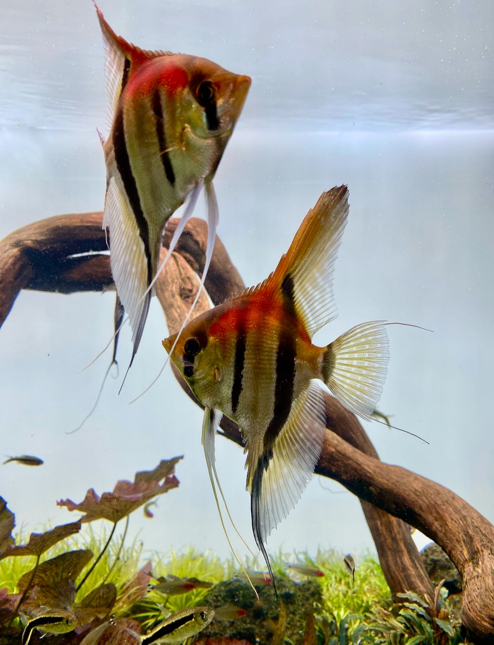 Pterophyllum scalare "Rio Manacapuru Rotrücken Skalar, Spannweite ca. 6-8 cm Simon Forkel Nachzuchten